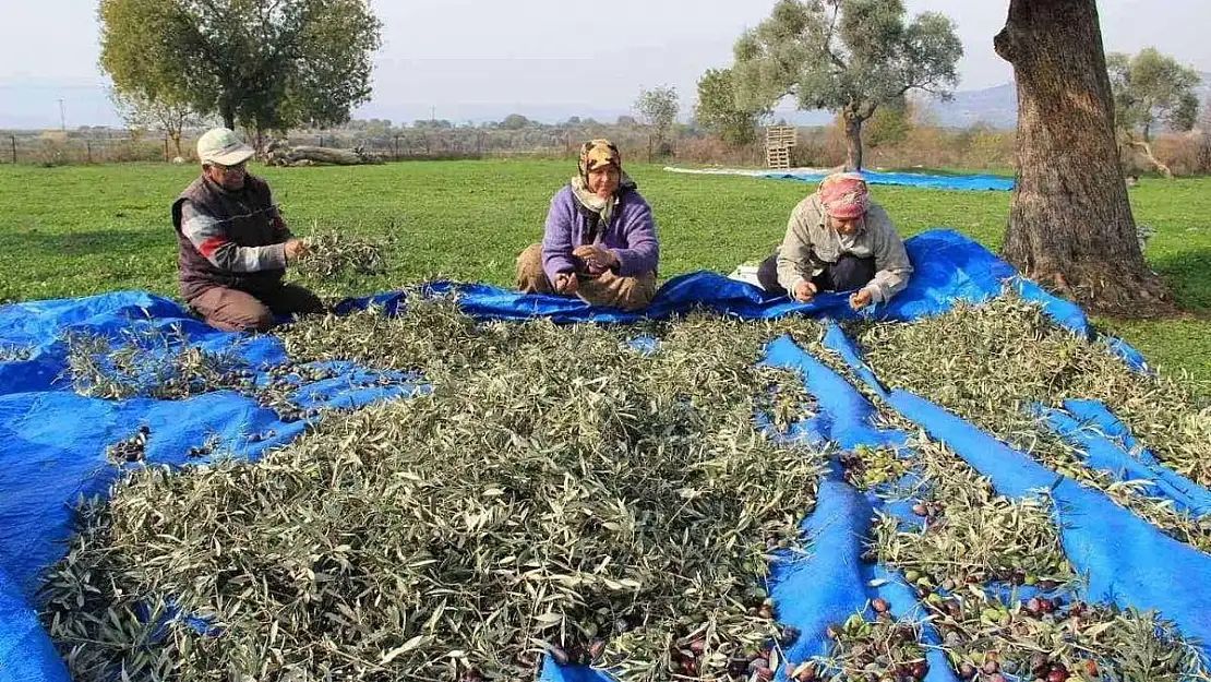 Aydın'da Zeytinlerin 'Yok Yılı' ve Yük Hayvanlarının Azalması: Bir Sektörün Durgunluğu