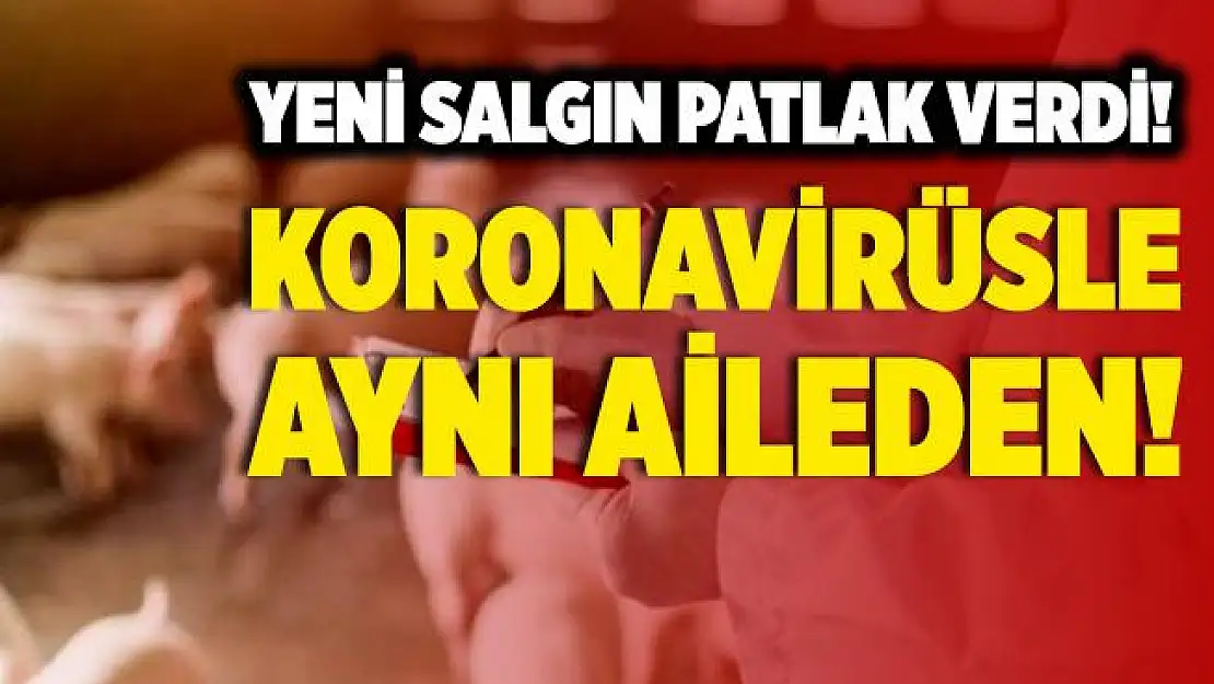 Bir bu eksikti! Yeni salgın başladı! Hem de koronavirüs aynı aileden!