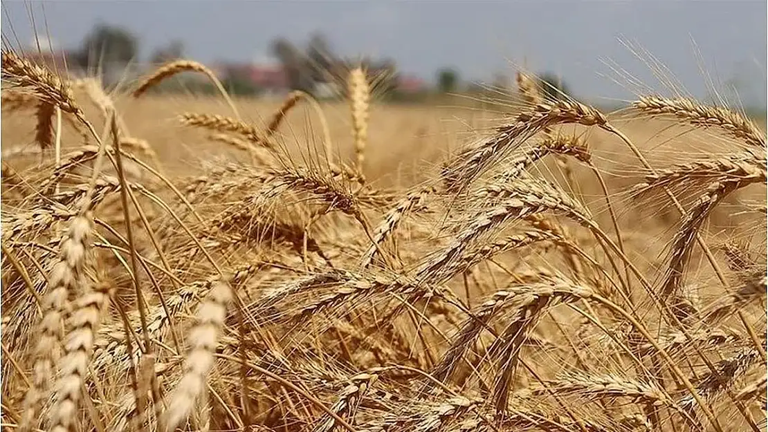 Buğday Piyasası: Yeniden Canlanan Arz Beklentileri Fiyatları Düşürüyor