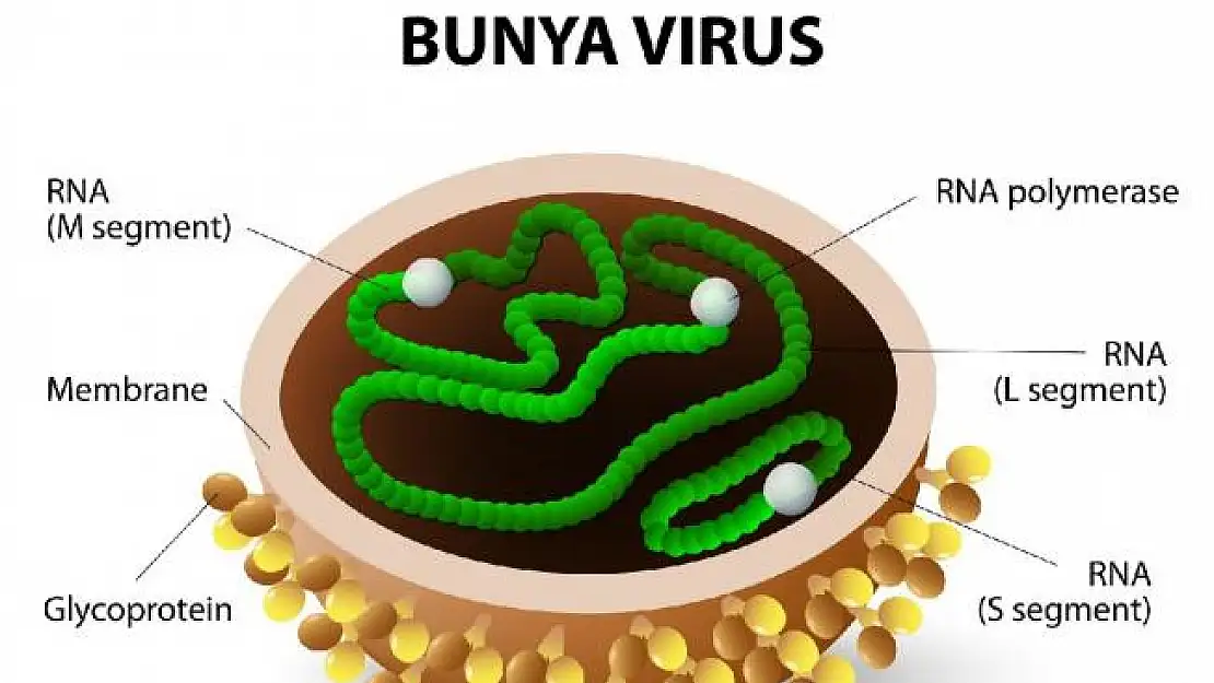 Çin'de Bunya adında yeni bir virüs çıktı! Bunyavirüs yüzünden ölenlerin ve enfekte olanların sayısı hızla artıyor!