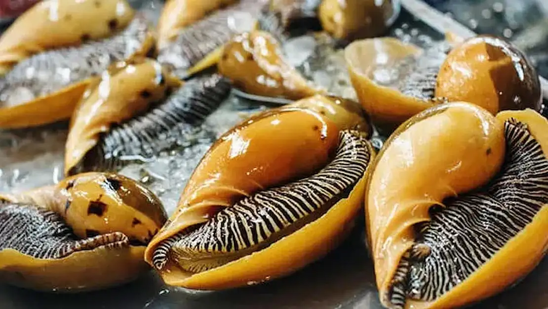 Deniz salyangozundan mucize ilaçlar