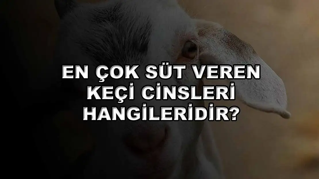 En Çok Süt Veren Keçi Cinsleri Hangileridir?