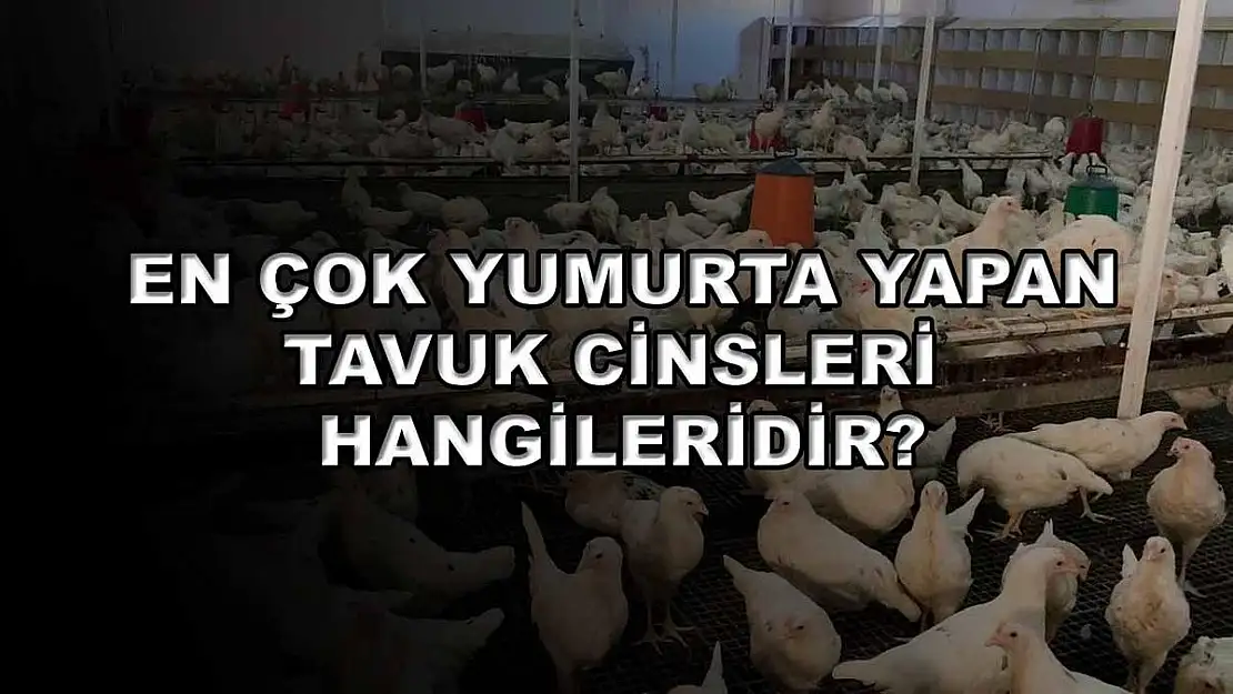 En Çok Yumurta Yapan Tavuk Cinsleri Hangileridir?
