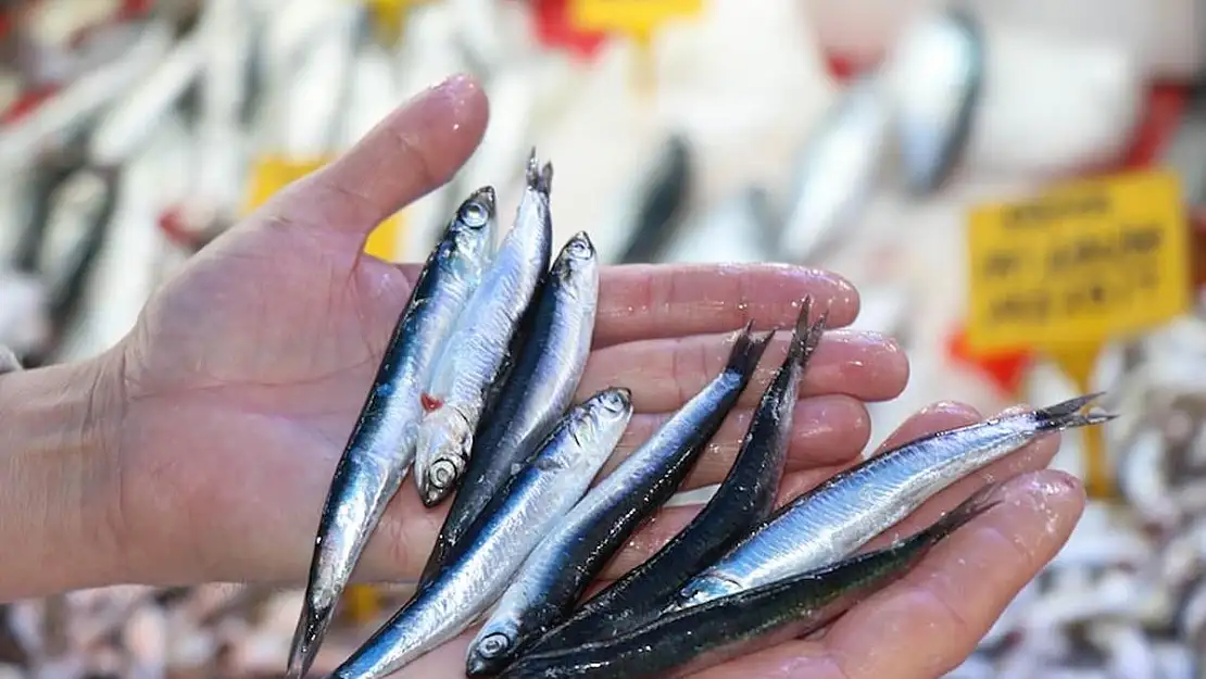 Karadeniz'de Hamsi Bereketi: Kilosu 70 TL'den Kapış Kapış Gidiyor