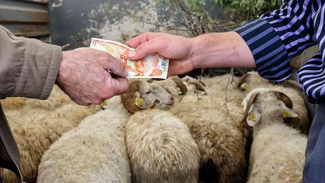 Kurbanlık Almayı Düşünenler Dikkat! Marketlerin Kurbanlık Fiyatları Belli Oldu!