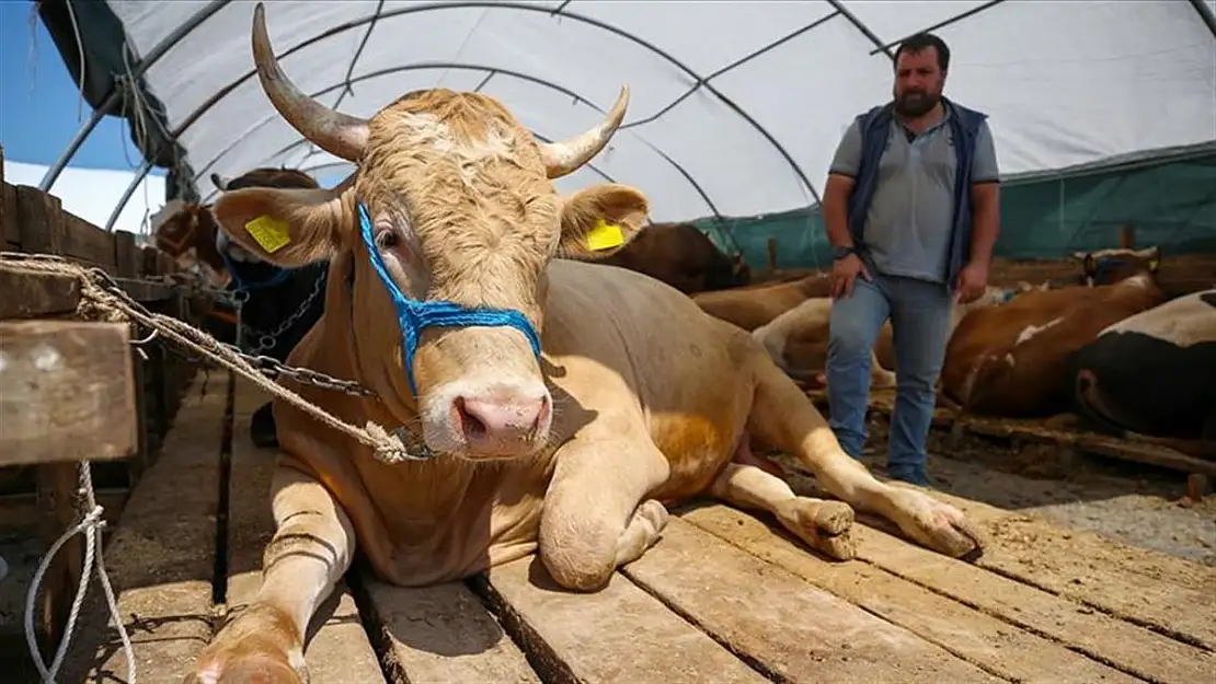 Kurbanlık bağışı yapacakları ilgilendiriyor! Bağışlar ne kadar oldu? 2021 Kurban Bayramı vekaleten kurbanlık ücreti açıklandı