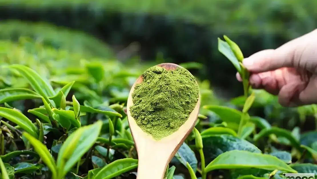 Matcha nedir, ne işe yarar? Bu mucizevi çay çok faydalı!
