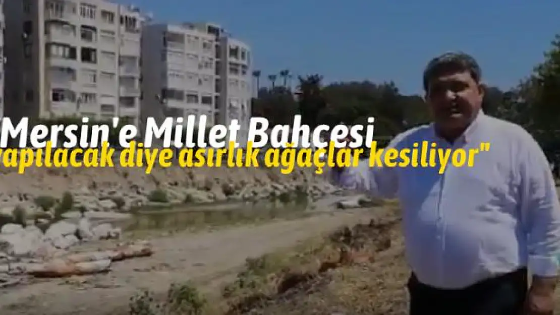 Millet bahçesi yapılacak diye asırlık ağaçları kestiler!