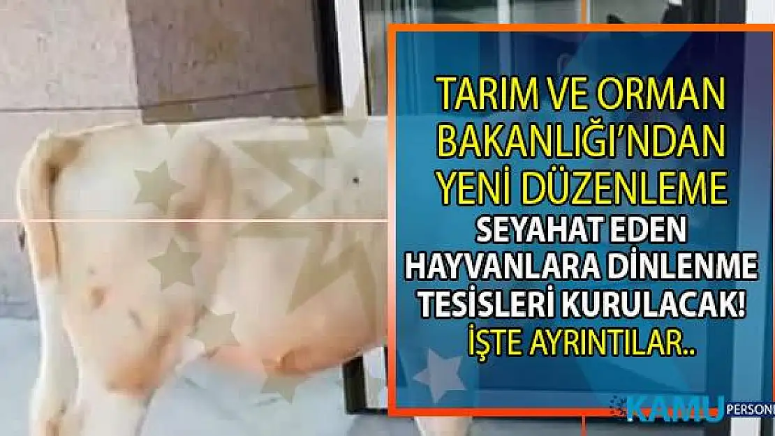 Tarım ve Orman Bakanlığı tarafından seyahat eden hayvanlar için dinlenme tesisleri geliyor!