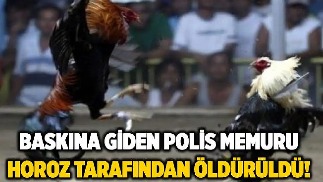 Yasa dışı horoz dövüşüne baskına giden polis memuru, horoz tarafından öldürüldü!