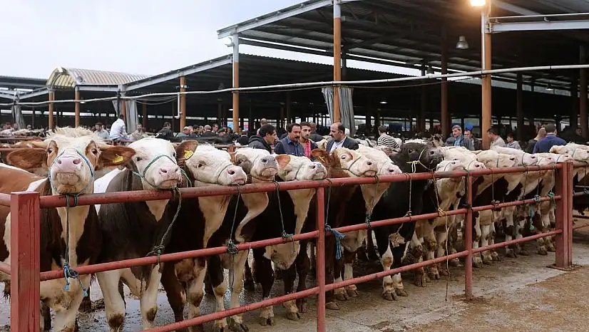Bu virüs Türkiye'de ilk kez görüldü işletmeler karantinaya alındı! Şap virüsü paniği Bakanlığı harekete geçirdi! Acil durum aşısı geliştirildi!
