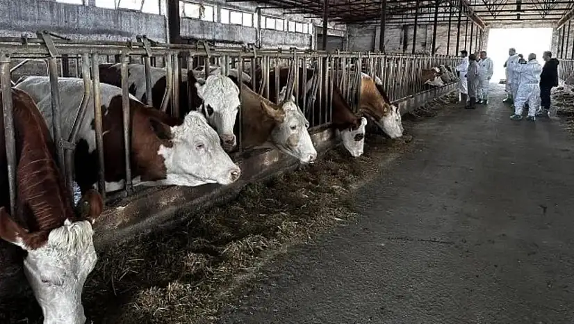 Salgının yayılması imkansız görülmüştü! 215 farklı köy daha karantinaya alındı! Peki şimdi ne olacak?