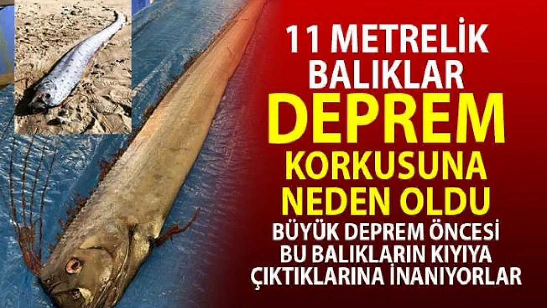 11 Metrelik Dev Balıklar Deprem Korkusuna Sebep Oldu!