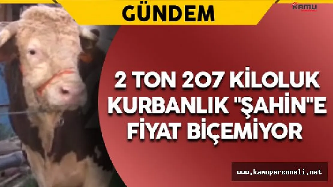 2 Ton 207 Kiloluk Kurbanlık Görenleri Şaşırtıyor
