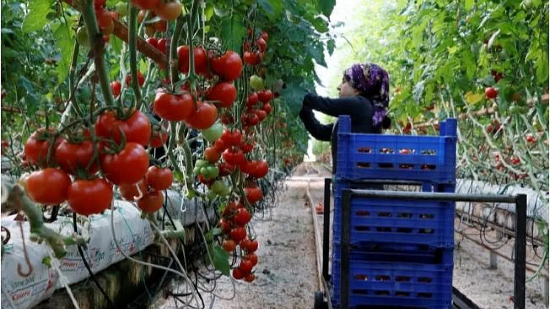 2019 yılında 56 ülkeye domates ihracatı yapıldı