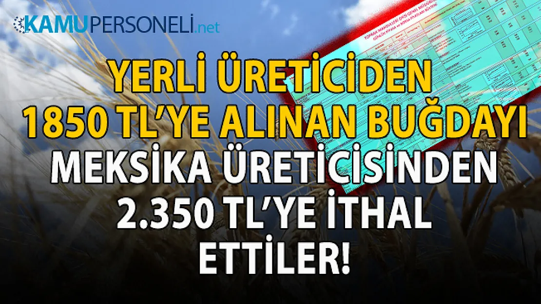 2020 yılı Eylül ayı Yerli ve ithal buğday fiyatları!