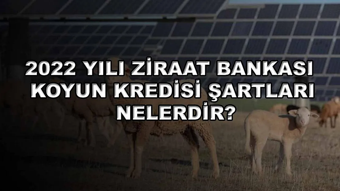 2022 Yılı Ziraat Bankası Koyun Kredisi Şartları Nelerdir?