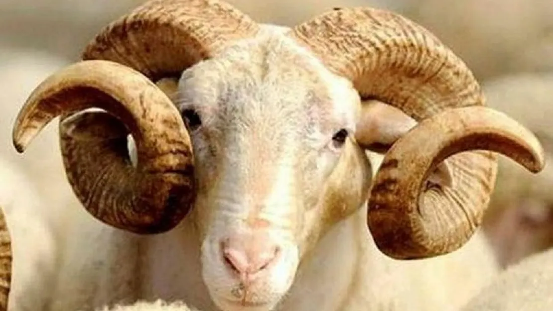 2023 Kurban Bayramı ne zaman başlayacak? Bayram ile hafta sonu ile birleşerek 9 gün tatil olacak mı?