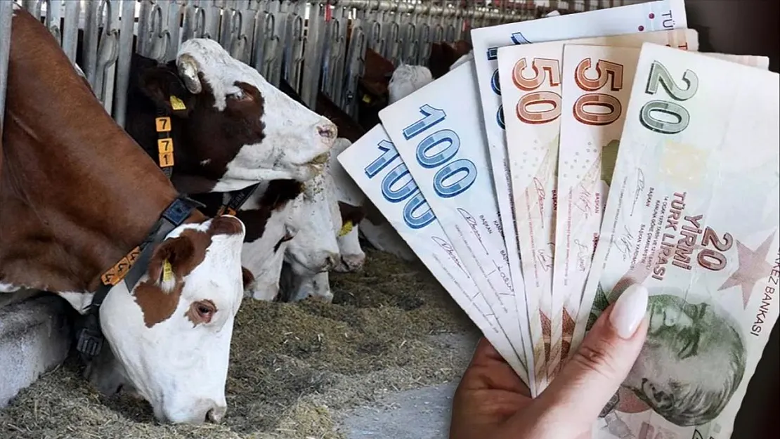 2025'te devletten hayvan desteği nasıl alınır?