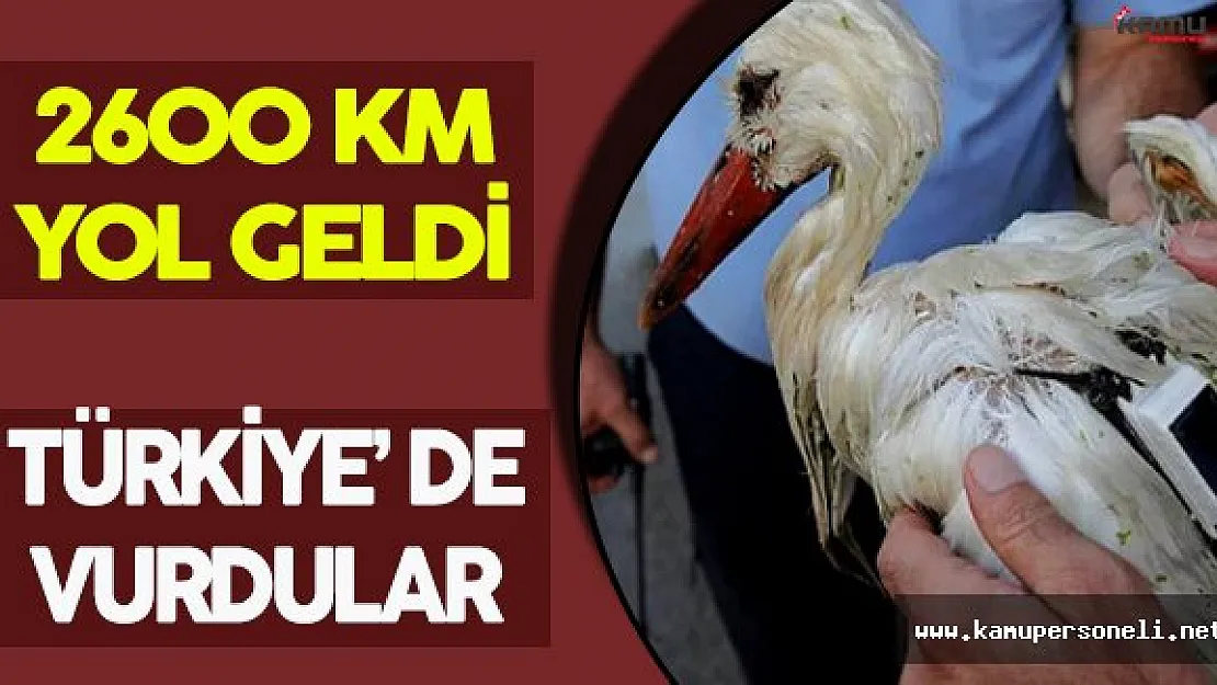 2600 KM Yol Geldi, Türkiye' de Vurdular