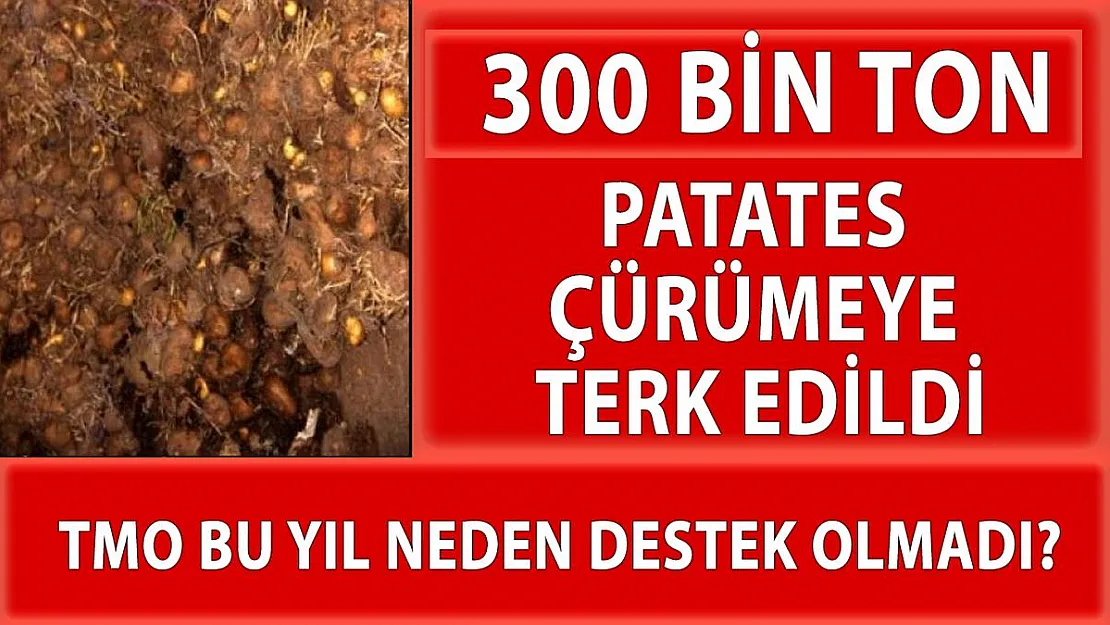 300 bin tonun üzerinde patates göz göre göre çürümeye terk edildi!