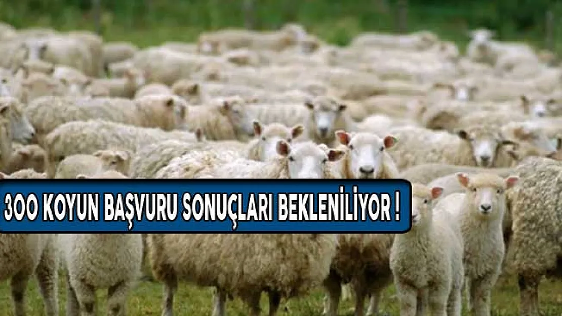 300 Koyun Başvuru Sonuçları Bekleniliyor! 300 Koyun Ne Zaman Dağıtılacak?