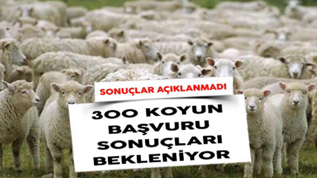 300 Koyun Başvuru Sonuçları Bekleniyor! Neden Açıklanmadı?