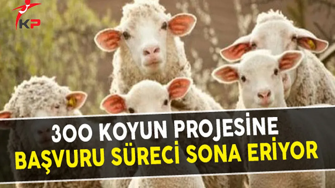 300 Koyun Projesine Başvuru Süreci Sona Eriyor
