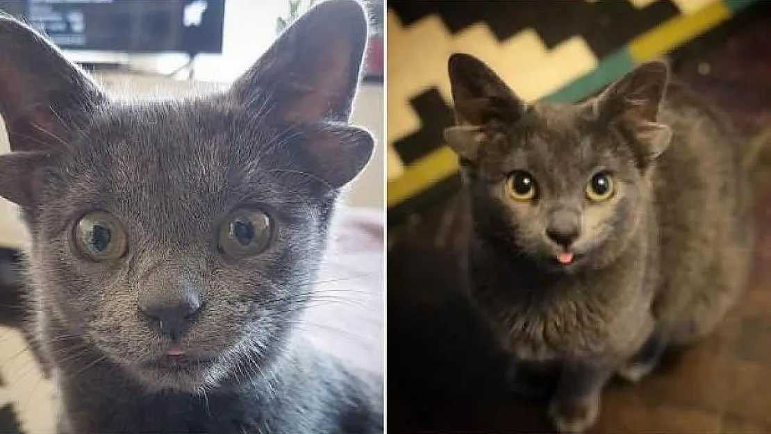 4 Kulaklı Yavru Kedi Fenomen Oldu: 20 Bine Yakın Takipçisi Var