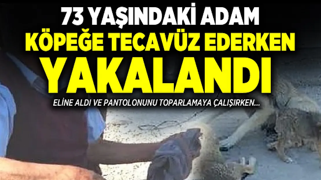 73 yaşındaki adam köpeğe tecavüz ederken yakalandı!