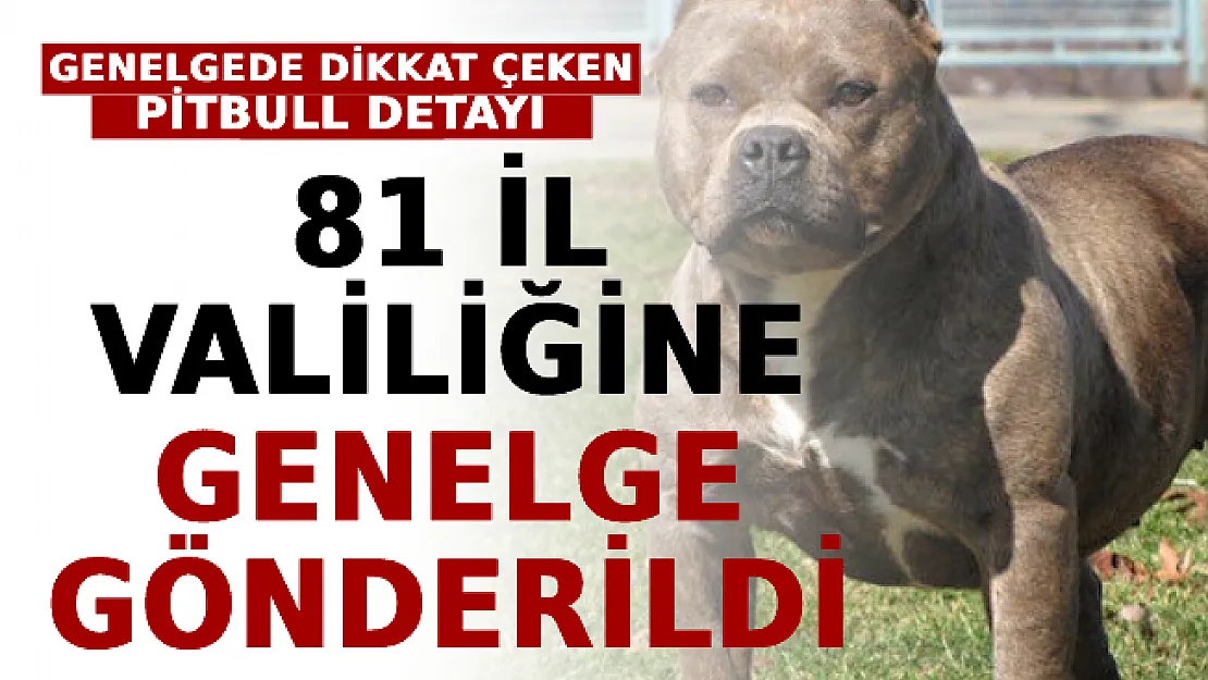 81 İl Valiliğine Genelge Gönderildi: 17 Maddelik Genelgede Pitbull Detayı Dikkat Çekti