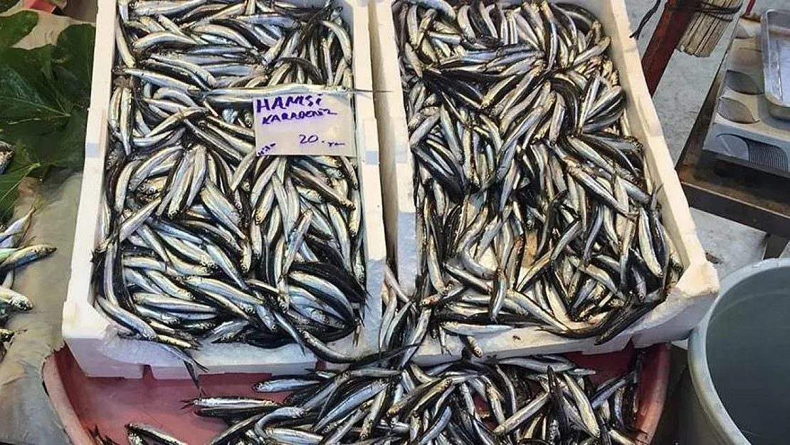 Açıklama geldi! Hamsi avı yasağı uzatıldı!