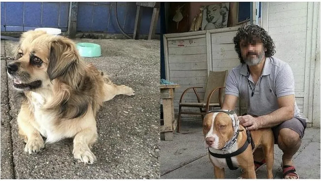 Adana'da dehşet olay! Havlayan köpekleri ve sahibini bıçakladılar