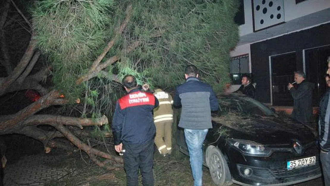 Ağaç otomobilin üzerine devrildi