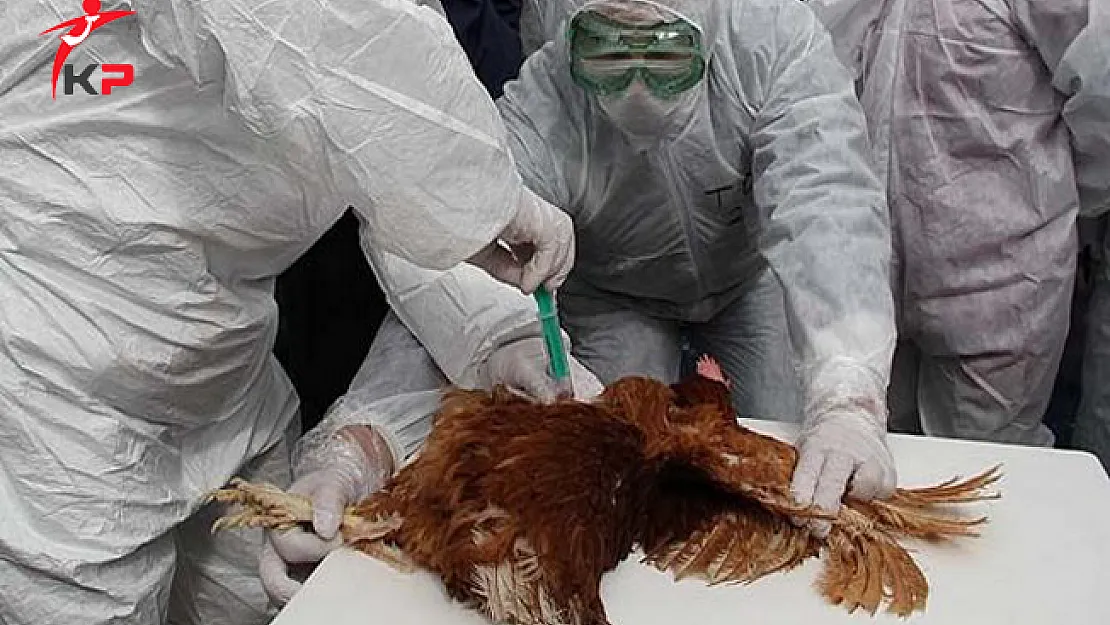 Ağrı'da Kuş Gribi Vakası Nedeniyle İki Köy Karantinaya Alındı