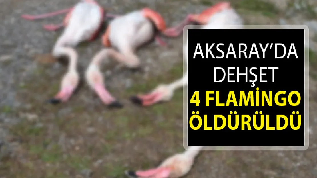 Aksaray'da Flamingo Katliamı! 4 Flamingo Öldürüldü