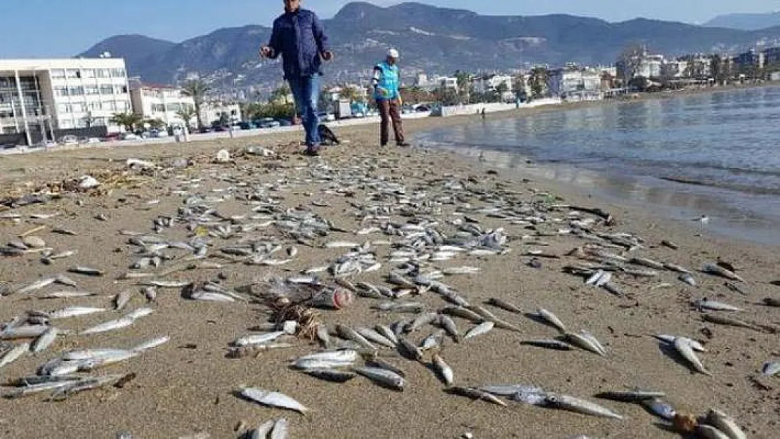 Alanya sahillerine çok sayıda ölü gümüş balık vurdu