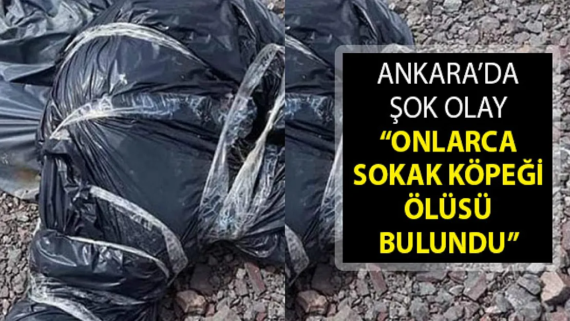 Ankara Çubuk'ta Onlarca Sokak Köpeği Ölüsü Bulundu! Ankara'da Köpek Katliamı