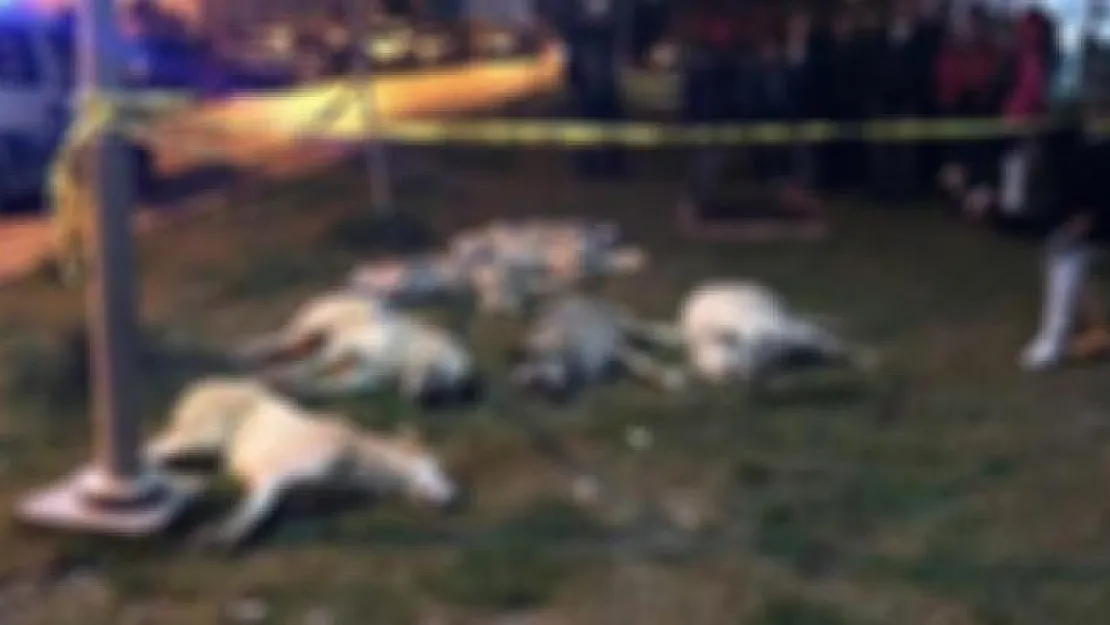 Ankara'da 13 Sokak Köpeği Zehirlenerek Öldürüldü !