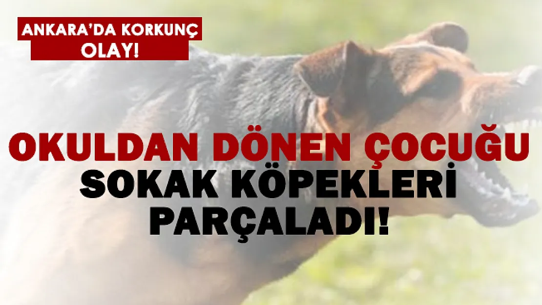 Ankara'da korkunç olay! Okuldan dönen çocuğu sokak köpekleri parçaladı!