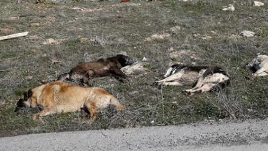 Ankara'da Yine Köpek Katliamı