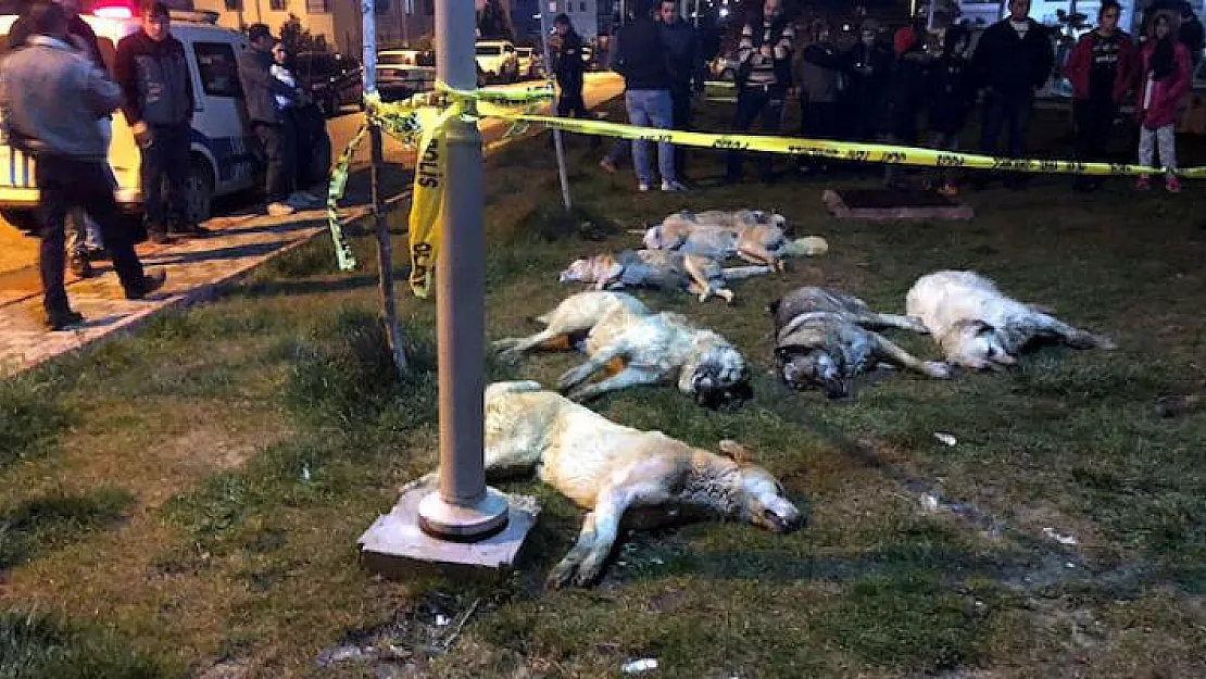 Ankara'daki Köpek Katliamına Ait Görüntüler Ortaya Çıktı!