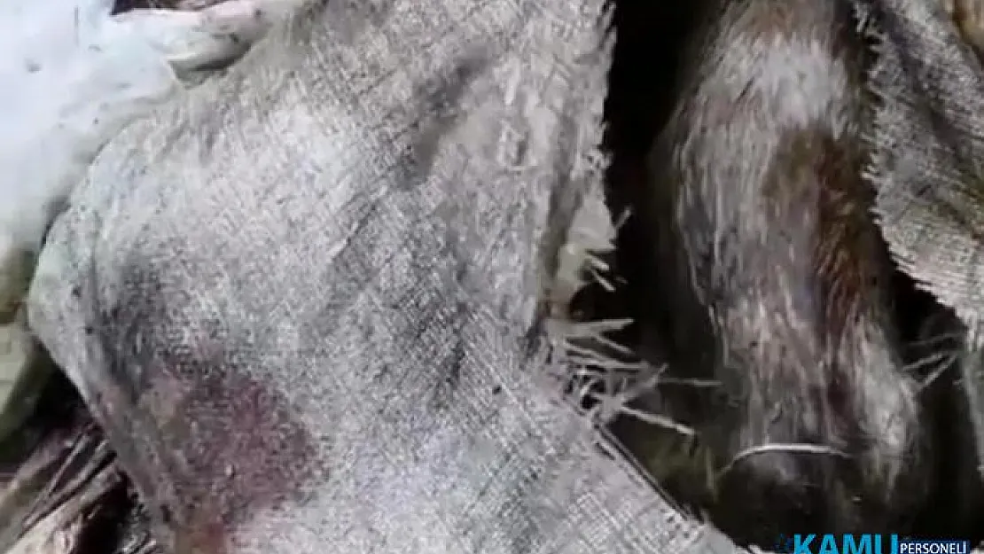 Antalya'da Köpek Katliamı! Çuval İçerisinde 2  Köpek Bulundu