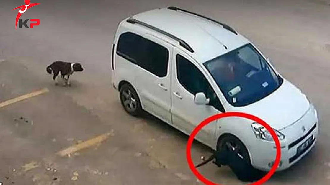 Antalya'da Köpekleri Kasten Ezen Sürücü Hakkında Karar Verildi