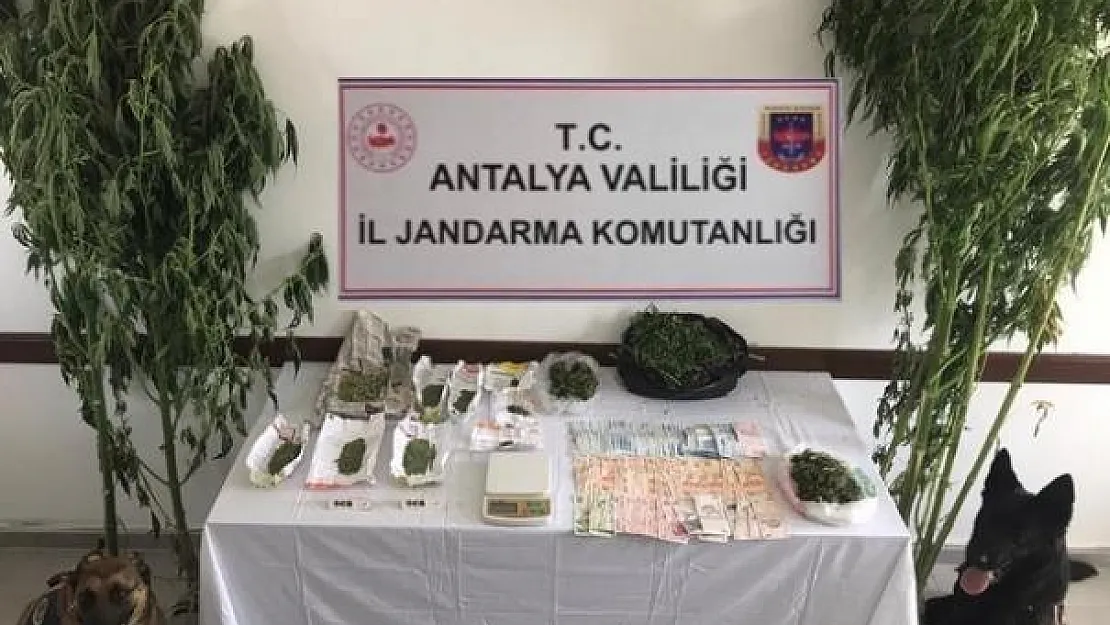 Antalya'nın Kaş ilçesinde bir serada esrar ele geçirildi!