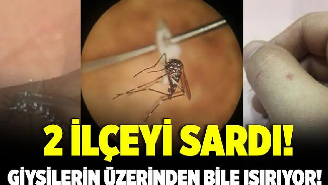 Asya Kaplan Sivrisineği şimdiden 2 ilçeye yayıldı! Giysilerin üzerinden bile ısırıyor!