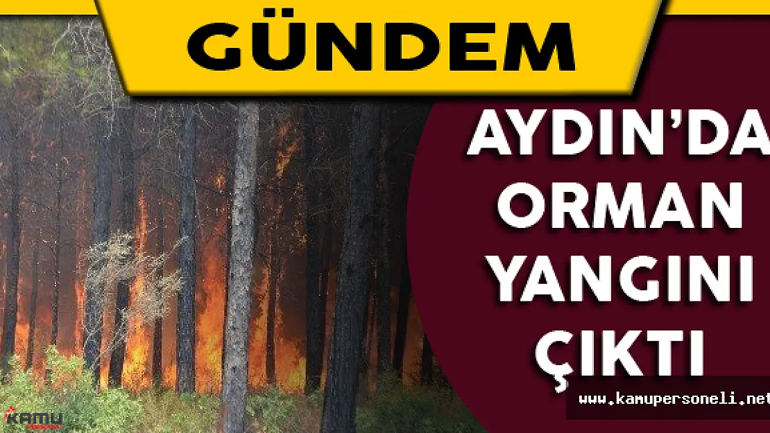 Aydın'da Orman Yangını Çıktı