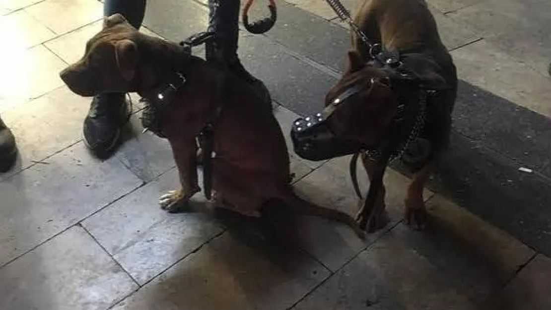 Aydın'da Pitbull Terrier cinsi köpeklerini gezdiren şahıslara 15 bin TL para cezası!