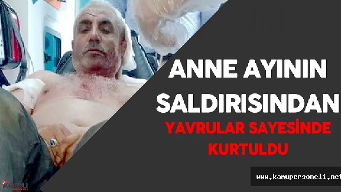 Ayı Saldırısından Ucuz Kurtuldu