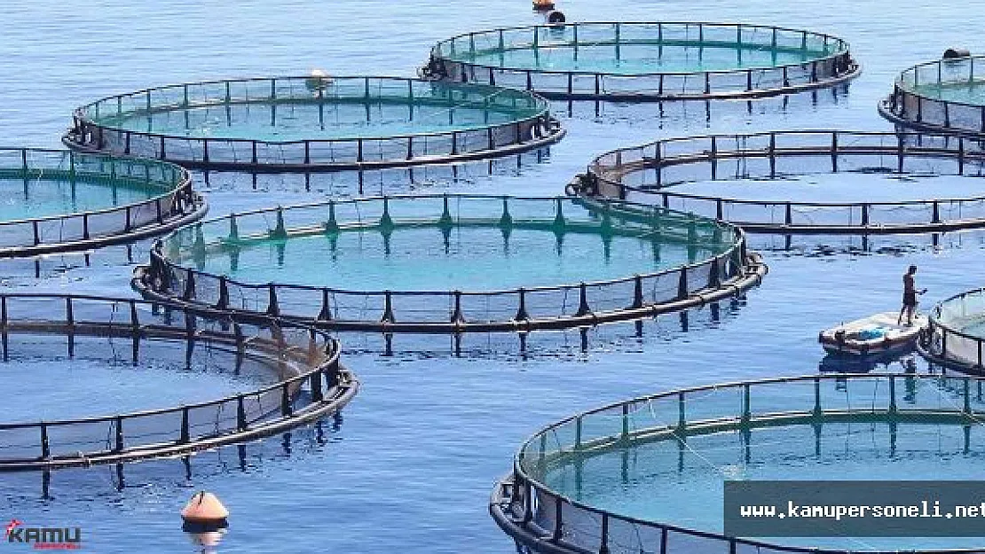 Ayvalık'ta Balık Çiftliklerine Tepkiler Artıyor